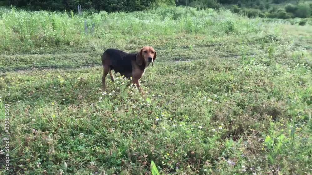 Amusing young beagle female dog with long ears, playful puppy, chase and look straight, happily spend time outing at park in mountains, laufhund Amusing young beagle female dog with long ears, playful puppy, chase and look straight, happily spend time outing at park in mountains, laufhund