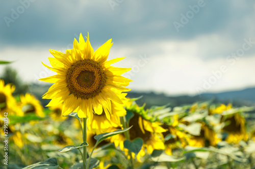  Field of sunflowers  rural landscape