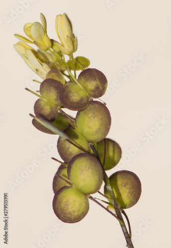 Biscutella sempervirens, delicate plant of the Cruciferae family of yellow flowers and fruits of original appearance (silicua) photo