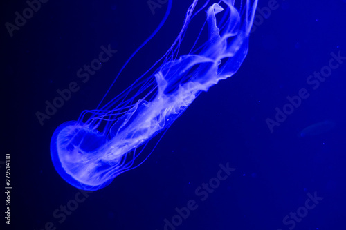 fluorescent jellyfish swimming in an aquarium pool. transparent jellyfish underwater shots with a glowing jellyfish. Jellyfish swimming loop purple