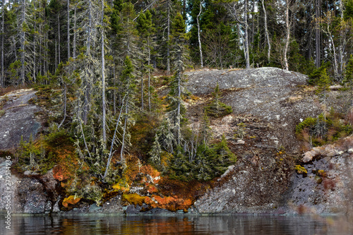 Forest and trees on rocks in Canada photo