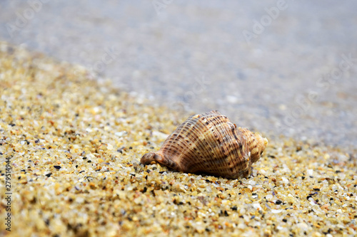 Vacation, rest. Large shell lies on sand near edge of the sea. Sea coast, calm, serenity. Close-up. Selective focus. Copy space.