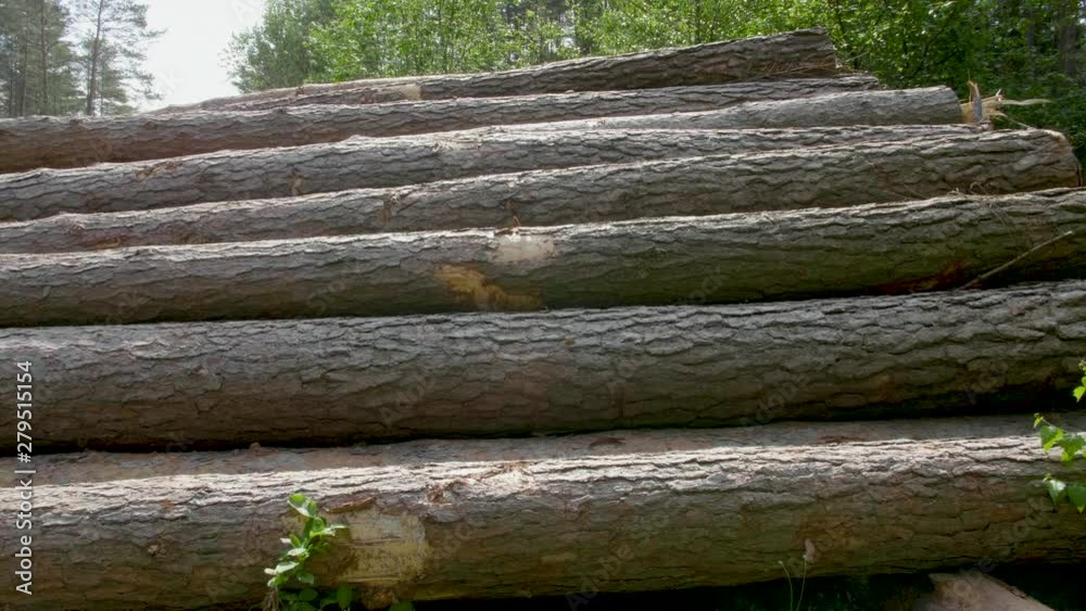 Closeup of felled and stacked tree trunks with the cut edge to the viewer Closeup of felled and stacked tree trunks with the cut edge to the viewer