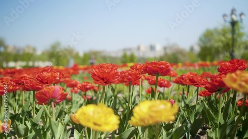 Flowers red and yellow tulips flowering in tulips field, sprind daylight photo