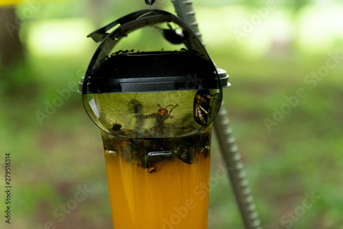 スズメバチの罠