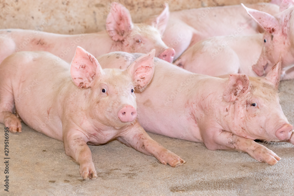 Small piglet in the farm. Group of Pig indoor on a farm yard in Thailand. swine in the stall. Small piglet in the farm. Group of Pig indoor on a farm yard in Thailand. swine in the stall.