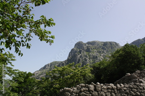 tree in mountains