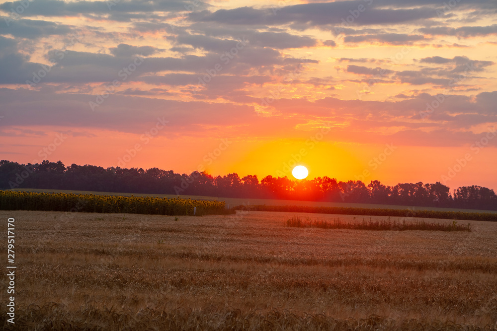 Sunrise over the fields of grain on the first day of summer