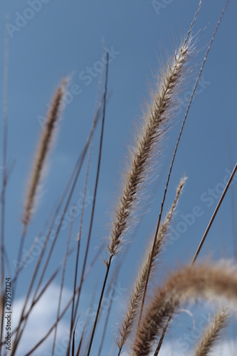 Reeds 
