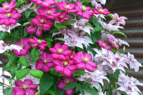 Clematis blooming. Two varieties together. Light pink and purple climbing plants.Background is dark brown log wall.Concept of selection of ampelous perennial plants for landscaping and decoration gard