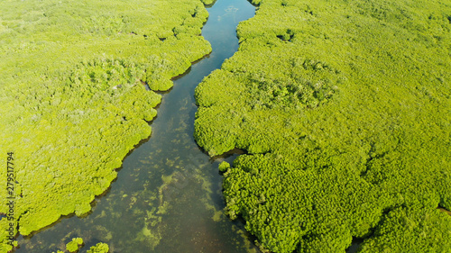 Aerial view of rivers in tropical mangrove forests. Mangrove landscape, Siargao,Philippines.