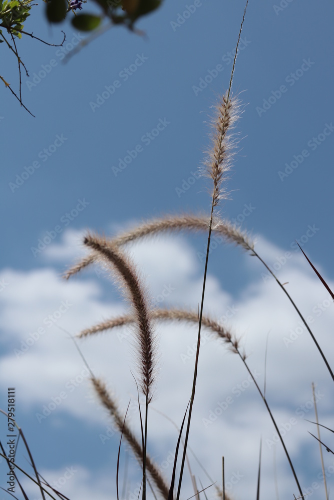 Obraz premium Reeds 