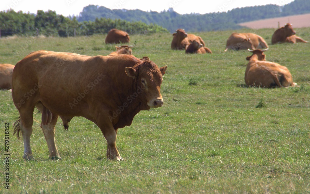 taureau limousin dans un pré en été