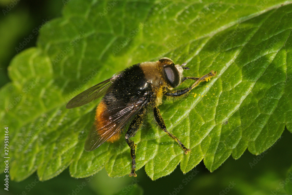 Volucella bombylans Hummel-Waldschwebfliege 22.05.2010 DE, LeverkusenSONY DSC Volucella bombylans Hummel-Waldschwebfliege 22.05.2010 DE, LeverkusenSONY DSC