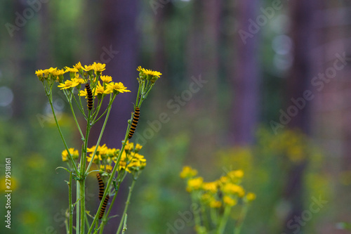 cinnabar moth, caterpillars,Tyria jacobaeae photo