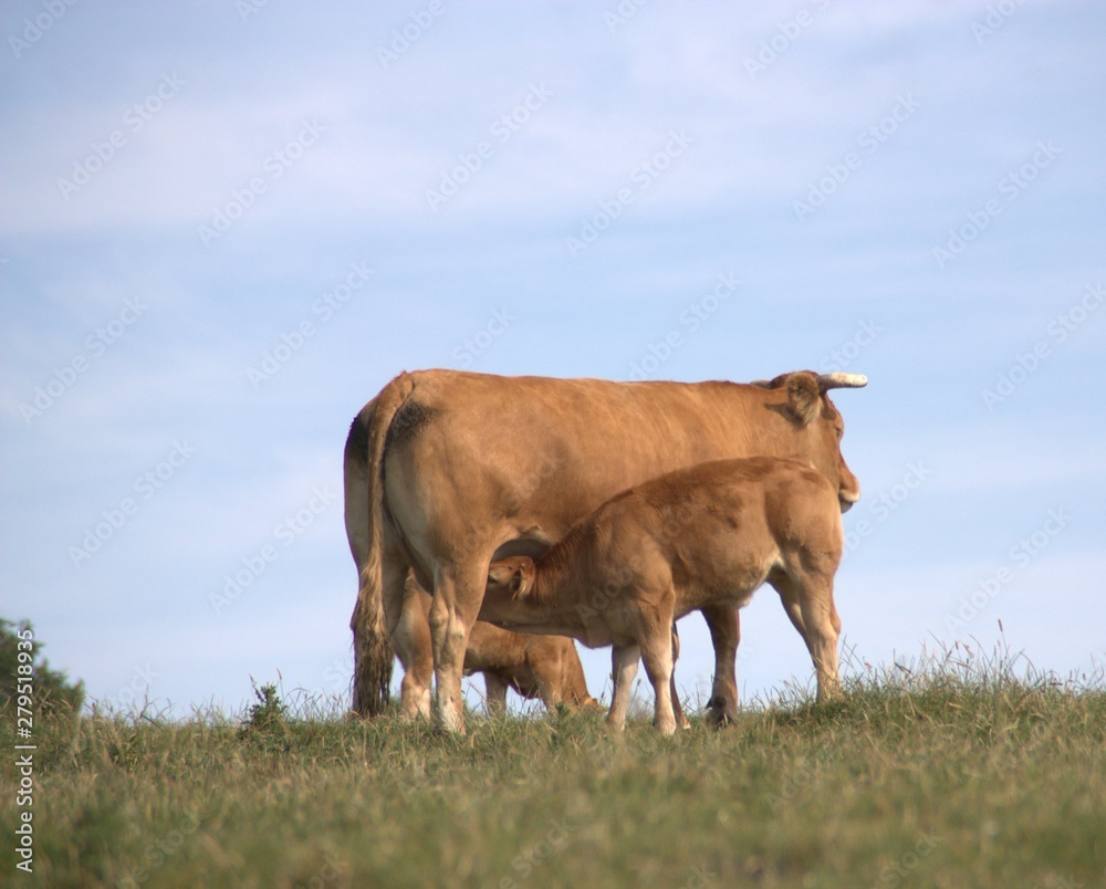 veau limousin tétant sous sa mère veau limousin tétant sous sa mère