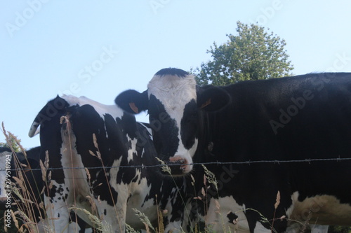 La prison des vaches