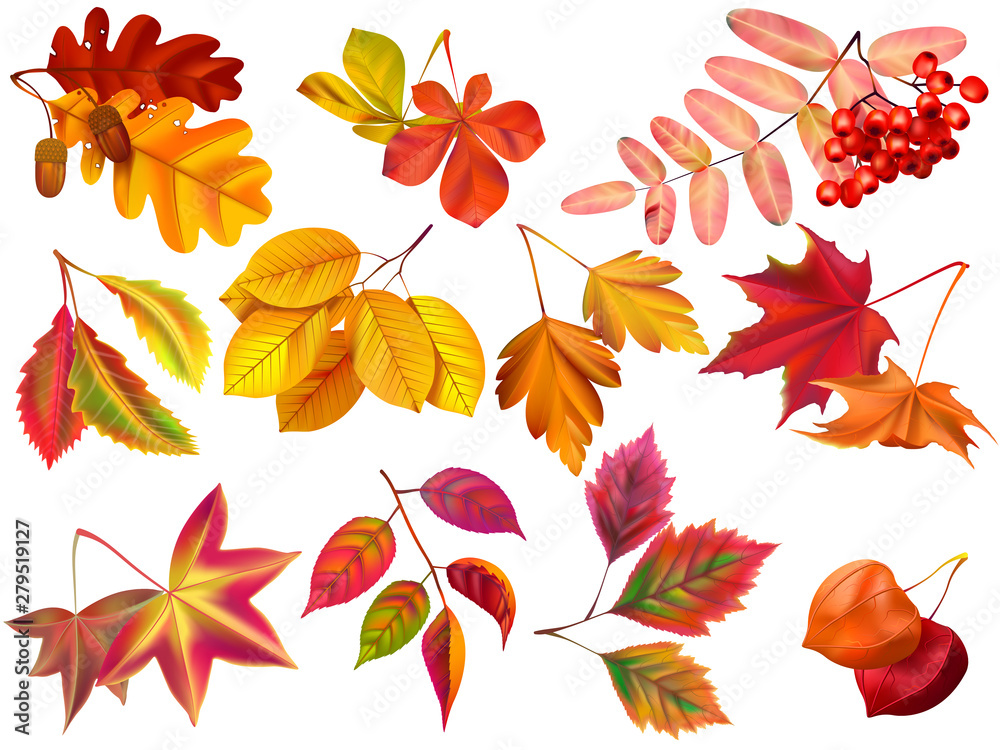 Autumn leaf. Maple fall leaves, fallen foliage and autumnal nature leafage realistic vector set