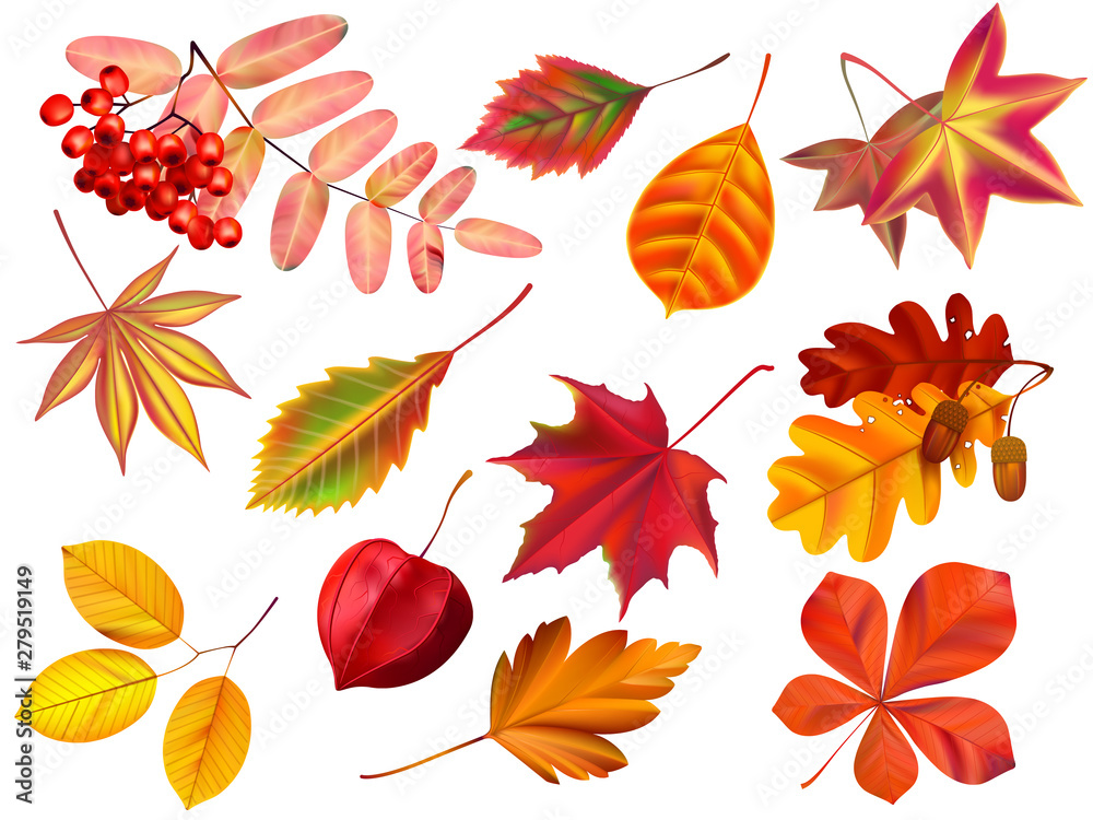 Color autumn leaves. Fallen leaves, colored dry leaf and yellow leaves realistic vector set