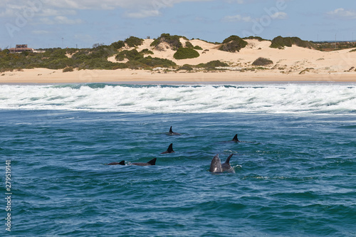 A pod of bottlenose dolphins at Algoa Bay, South Africa
