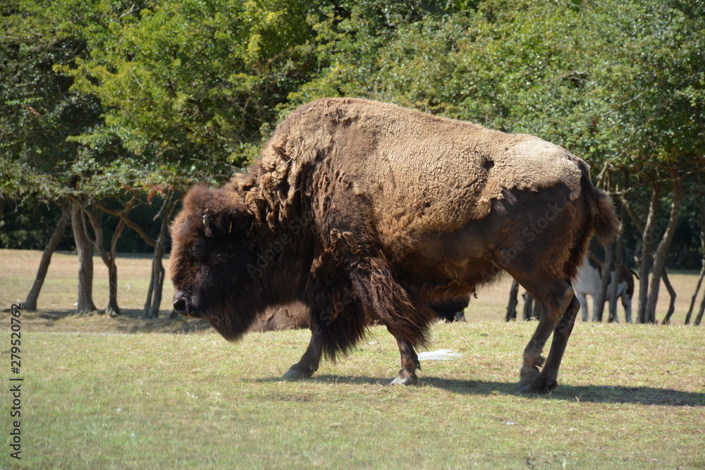 Bison