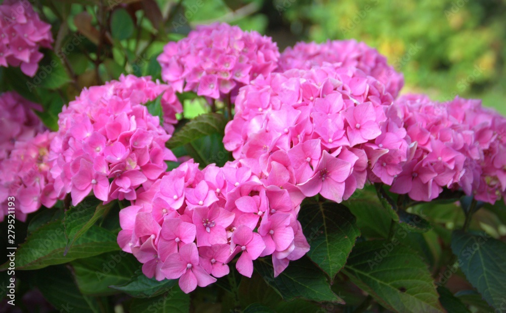 grand hortensia rose ,floraison estivale dans le jardin grand hortensia rose ,floraison estivale dans le jardin