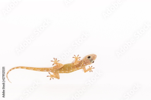 Tokay gecko  Gekko on white ceiling