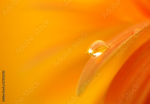 water drop on orange flower petal, selective focus