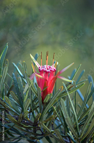 Red flower of the Australian native Mountain Devil, Lambertia formosa, family Proteaceae, Royal National Park, Sydney, Australia. Endemic to NSW photo