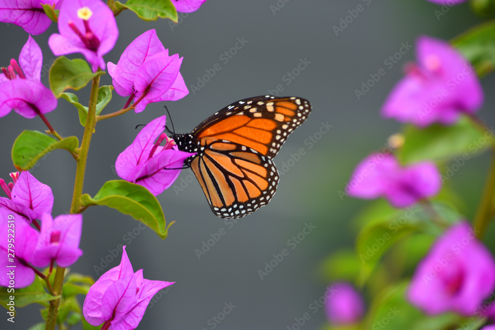 Naklejka Monarch Butterfly on Pink Bougainvillea plant.