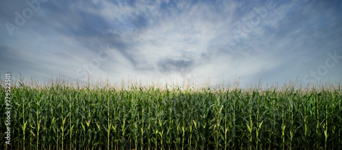 Obraz na plátne Corn Field ready to be Harvested
