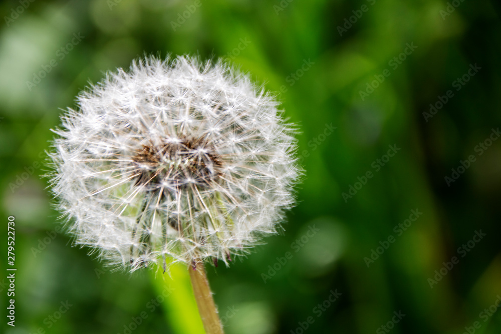 dandelion dandelion