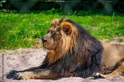 Asiatic lion laying down in the sun