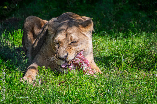 lioness eating their food while laying down