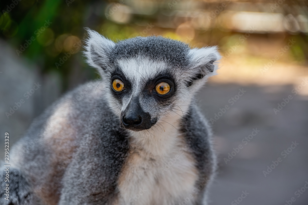 Obraz premium portrait view of a ring tailed lemurs head