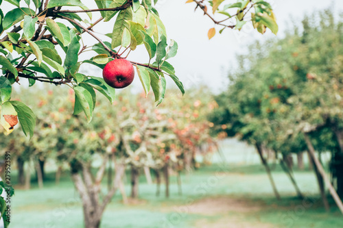 Apple picking on a foggy morning in Northern California photo