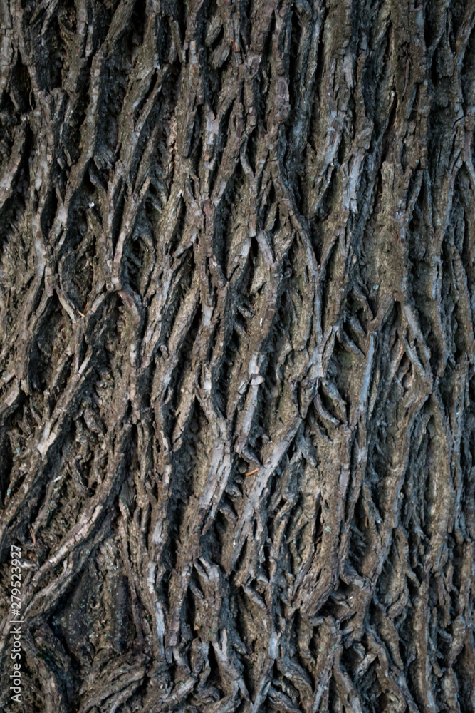 Bark of a tree. Wooden background. Grey wooden texture.