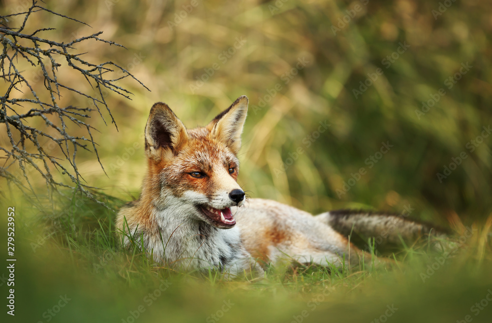 Close up of a red fox laying on grass Close up of a red fox laying on grass