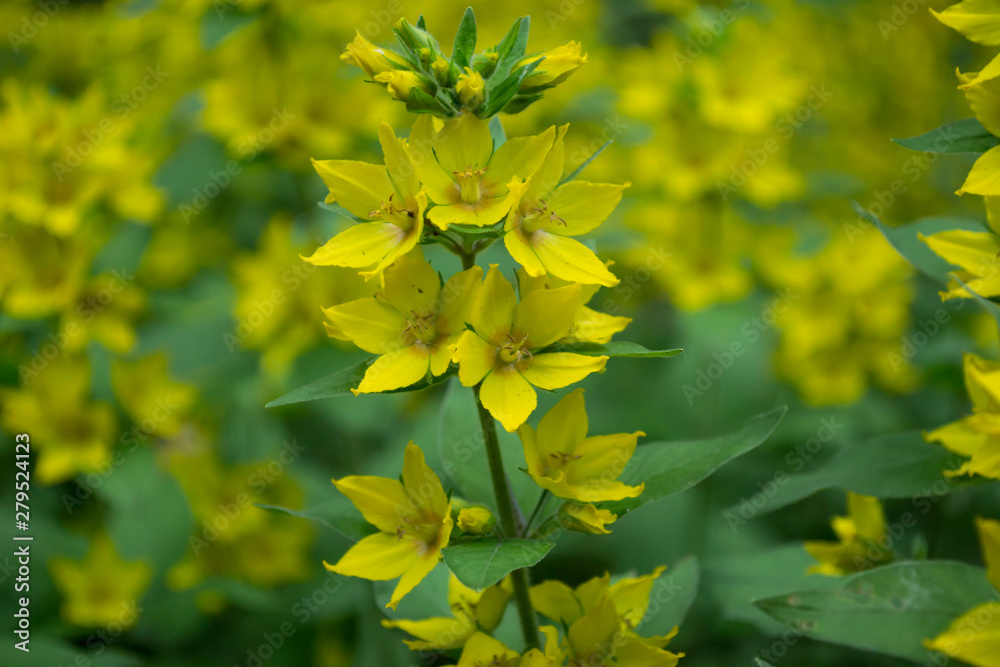 Natural pattern with yellow flowers. Natural pattern with yellow flowers.