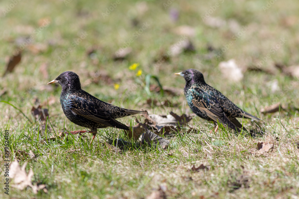 Obraz premium two starlings in spring day