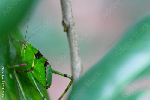 grasshopper climbing on a twig