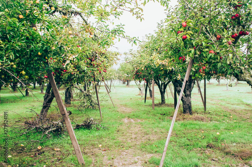 Konstfotografi Apple picking on a foggy morning in Northern California