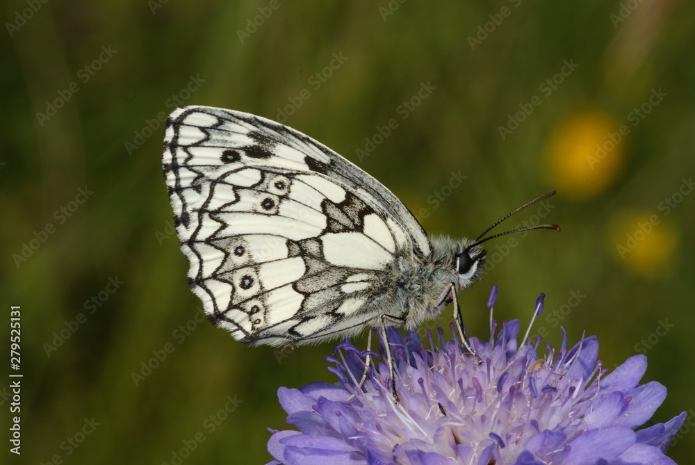 Melanargia galathea (LINNAEUS, 1758) Schachbrett 07.07.2010 DE, Eifel, Lampertstal Melanargia galathea (LINNAEUS, 1758) Schachbrett 07.07.2010 DE, Eifel, Lampertstal