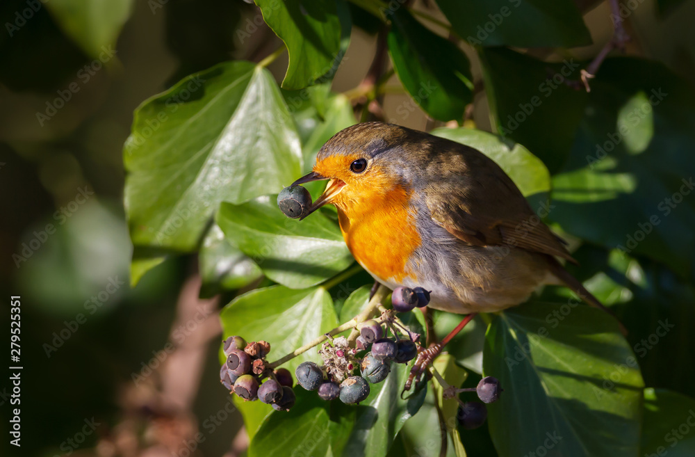 Close up of European Robin eating berries in a tree Close up of European Robin eating berries in a tree