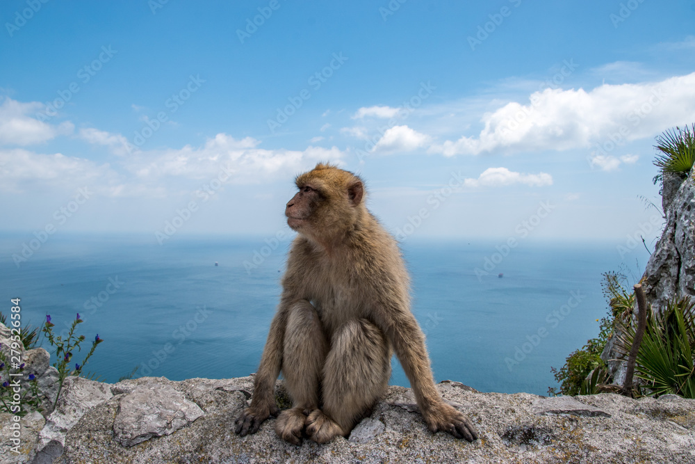 A Barbary Macaque monkey from the Rock of Gibraltar and the only wild population of monkeys on mainland Europe.