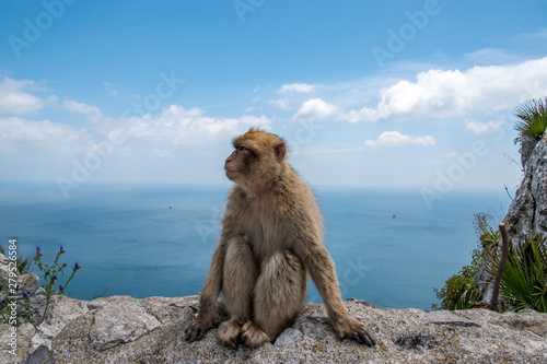 A Barbary Macaque monkey from the Rock of Gibraltar and the only wild population of monkeys on mainland Europe. © Joseph Creamer