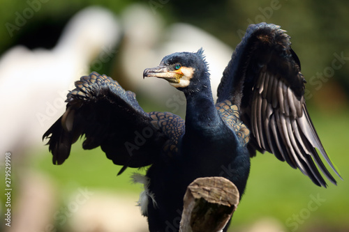 Canvas Print The great cormorant (Phalacrocorax carbo), known as the great black cormorant or black cormorant, the large cormorant in India and the black shag portait with the pelicants in background