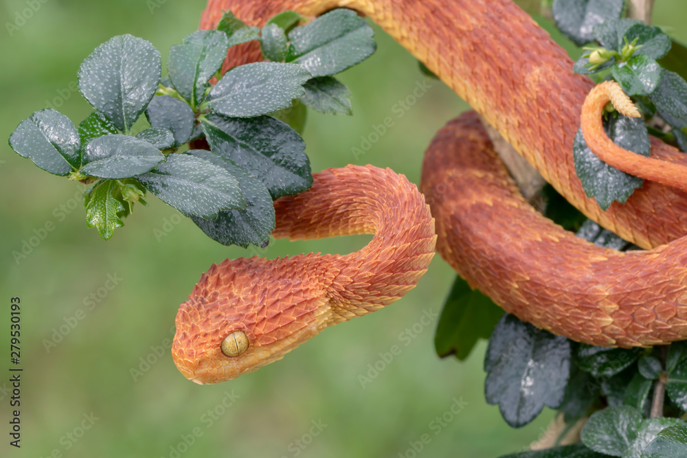 Red Bush Viper Atheris Squamigera Tree Stock Photo 1095756020