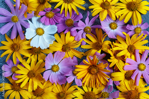 Background of beautiful wildflowers. © Andrii
