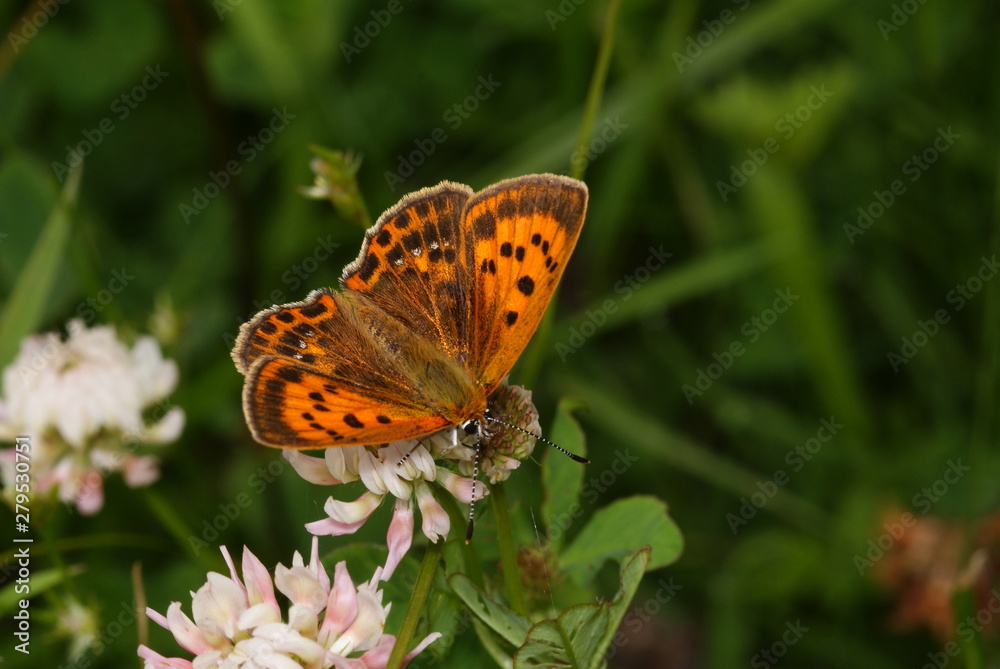 Fototapeta premium Dukatenfalter, Weibchen Lycaena virgaureae (Linnaeus, 1758) Trupbacher Heide (bei Siegen) 2009:07:05 10:52:51